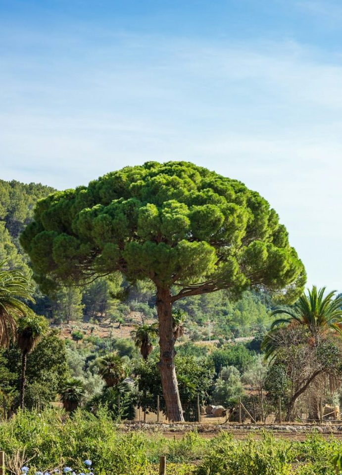 Schöne Landschaft mit Bäumen und Palmen in Maria de la Salut auf Mallorca